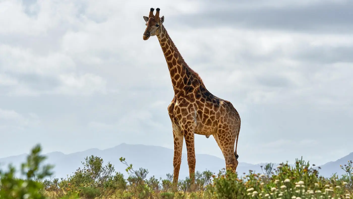 Addo Elephant National Park